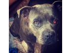 Adopt Mama Diesel a Brindle Shar Pei / American Staffordshire Terrier / Mixed