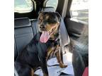 Adopt Ahsoka a Black Rottweiler / Mixed dog in McKinney, TX (39640326)
