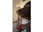 Adopt Ray a Brown/Chocolate Labrador Retriever / Mixed dog in Richmond