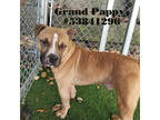 Adopt #20 Grand Pappy a Brown/Chocolate American Pit Bull Terrier / Mixed Breed