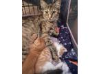 Adopt Baby Girl a Calico or Dilute Calico American Shorthair / Mixed (short