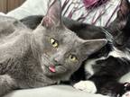 Adopt Beep a Gray, Blue or Silver Tabby Domestic Shorthair (short coat) cat in