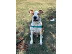 Adopt Rodeo a White - with Red, Golden, Orange or Chestnut Great Dane / Labrador