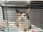 Adopt Sugar a Calico or Dilute Calico Domestic Shorthair (short coat) cat in