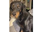 Adopt mystic a Black Rottweiler / Mixed dog in Amarillo, TX (39637785)