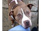 Adopt Choc a Pit Bull Terrier dog in Fairfax Station, VA (32829072)