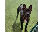 Adopt Autumn a Black Mixed Breed (Medium) / Mixed dog in Gainesville