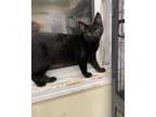 Adopt Riot a All Black Domestic Shorthair (short coat) cat in Calgary