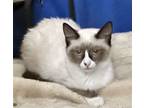 Adopt THE SAINT a Cream or Ivory (Mostly) Snowshoe / Mixed (short coat) cat in