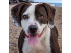 Adopt Jacob a Black - with White Beagle / Staffordshire Bull Terrier / Mixed dog