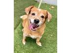 Adopt Chanel a Tan/Yellow/Fawn - with White Corgi / Mixed dog in Canoga Park