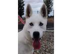 Adopt Apollo a White Siberian Husky / Mixed dog in Coarsegold, CA (39633734)