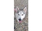 Adopt Rocco a Gray/Silver/Salt & Pepper - with White Siberian Husky / Mixed dog