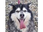 Adopt Jacob a Gray/Silver/Salt & Pepper - with Black Alaskan Malamute / Mixed