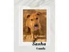 Adopt Sasha a Brown/Chocolate Shepherd (Unknown Type) / Labrador Retriever dog