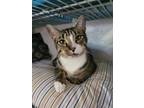 Adopt Dustin a Brown Tabby Domestic Shorthair / Mixed Breed (Medium) / Mixed