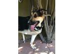 Adopt Alfie - Tripod! a Black - with Tan, Yellow or Fawn German Shepherd Dog /