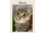 Adopt Dusty a Gray or Blue Domestic Shorthair (short coat) cat in Marlton