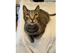Adopt Mello a Brown Tabby Domestic Shorthair / Mixed (short coat) cat in