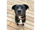 Adopt Maddox a Black - with White Labrador Retriever / Boxer / Mixed dog in