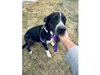 Adopt Douglas a Black - with White Pit Bull Terrier / Blue Heeler / Mixed dog in