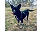 Adopt Skotty a Black - with Gray or Silver Pit Bull Terrier / Blue Heeler /