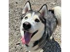 Adopt Chief a Gray/Silver/Salt & Pepper - with White Husky / Mixed dog in