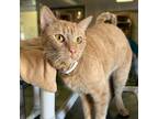 Adopt Bud a Orange or Red Tabby Domestic Shorthair (short coat) cat in