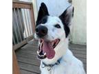 Adopt Carl a Black - with White Border Collie / Mixed dog in Leavenworth