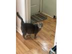 Adopt Izzy a Gray or Blue (Mostly) Domestic Shorthair / Mixed (medium coat) cat