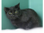 Adopt Cinge a All Black Domestic Shorthair / Domestic Shorthair / Mixed cat in