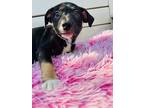 Adopt Licorice Wands a Black Terrier (Unknown Type, Small) / Mixed Breed