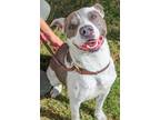 Adopt Colette a White Mixed Breed (Large) / Mixed dog in Chamblee, GA (39204733)