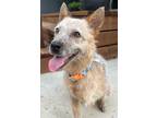 Adopt Bingo a Red/Golden/Orange/Chestnut - with White Australian Cattle Dog /