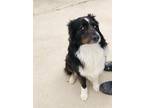 Adopt Maddox a Mixed Breed (Medium) / Mixed dog in Crystal Lake, IL (39626089)