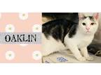 Adopt Oaklin a Domestic Shorthair / Mixed (short coat) cat in Crystal Lake