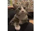 Adopt Nemo (m) a Gray, Blue or Silver Tabby Domestic Shorthair (short coat) cat