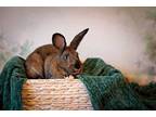 Adopt Brooke Shields a Agouti American / Mixed (short coat) rabbit in Chicago