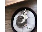 Adopt Toma a White Domestic Shorthair / Domestic Shorthair / Mixed cat in