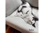 Adopt Saba a Gray or Blue Domestic Shorthair / Mixed Breed (Medium) / Mixed