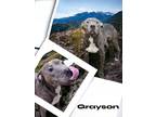 Adopt Grayson a Gray/Blue/Silver/Salt & Pepper Mixed Breed (Large) / Mixed dog