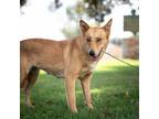 Adopt Nakita a Shepherd (Unknown Type) / Cattle Dog / Mixed dog in Fort Lupton