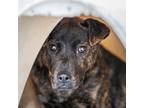 Adopt Ember Lumen a Australian Cattle Dog / Labrador Retriever / Mixed dog in