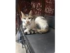 Adopt Daniel a Tan or Fawn Tabby Domestic Shorthair (short coat) cat in Chicago