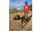 Adopt Einstine a Brindle Mastiff / Mixed dog in Smartsville, CA (39624159)