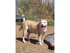 Adopt Coconut a White - with Tan, Yellow or Fawn Pit Bull Terrier / Mixed dog in