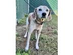 Adopt Dixie (In Foster) a Tan/Yellow/Fawn Hound (Unknown Type) / Mixed dog in