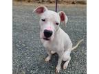 Adopt Meatball a White Dogo Argentino / Mixed dog in Smartsville, CA (39623982)
