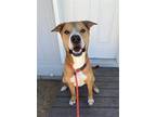 Adopt Benny a Brown/Chocolate - with White Pit Bull Terrier / Mixed dog in