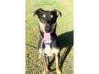 Adopt Tucker a Tricolor (Tan/Brown & Black & White) German Shepherd Dog / Mixed